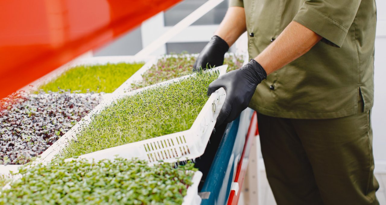 microgreen-corindo-brotos-de-coentro-em-maos-masculinas-brotos-crus-microgreens-conceito-de-alimentacao-saudavel